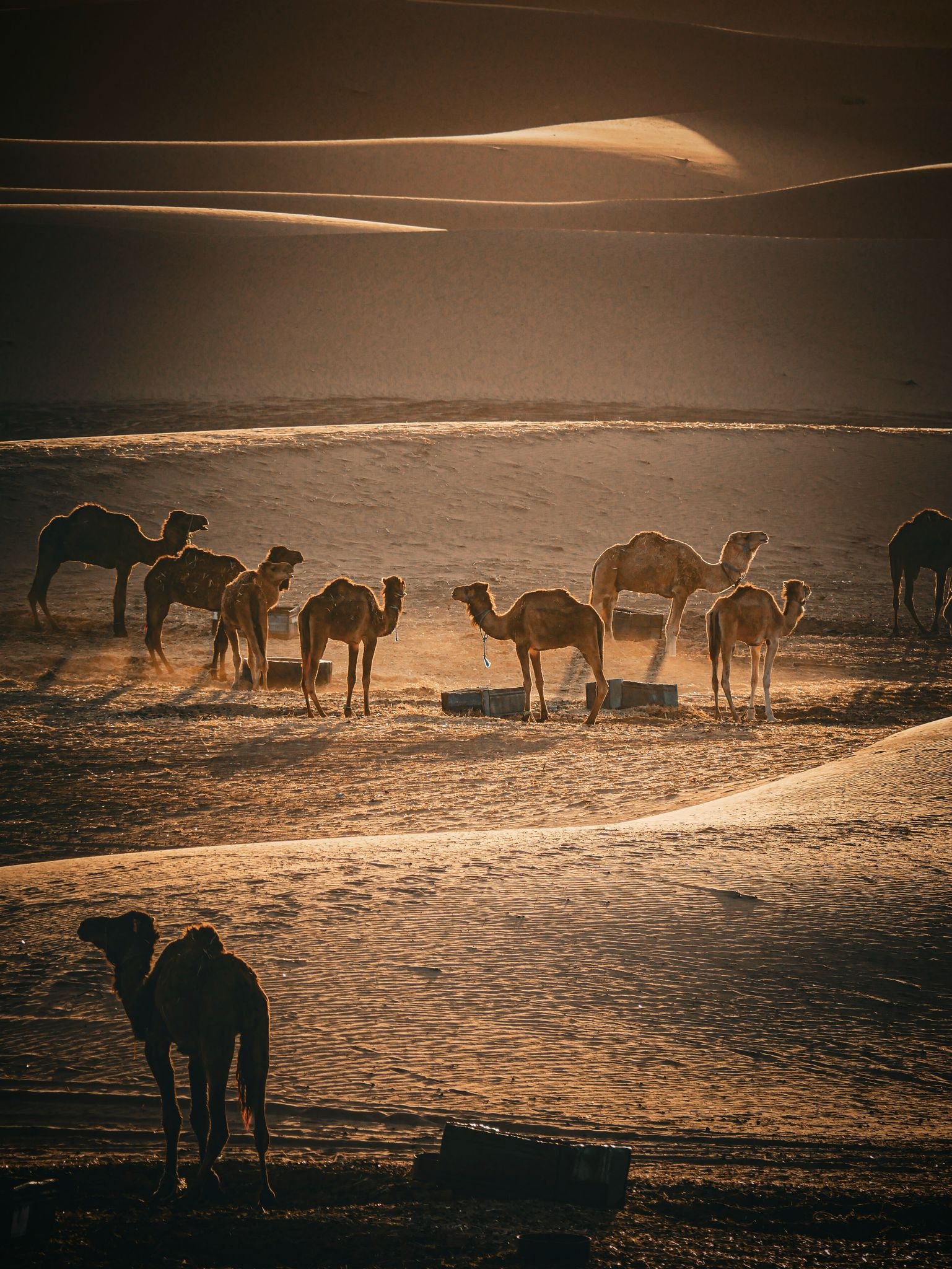 Camel caravan crossing the dunes at golden hour